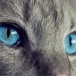 Mondo Gatto: 7 cose da sapere sui gatti che potrebbero stupirvi