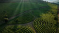 Carpineti inaugura Limito, il vigneto labirinto più grande al mondo